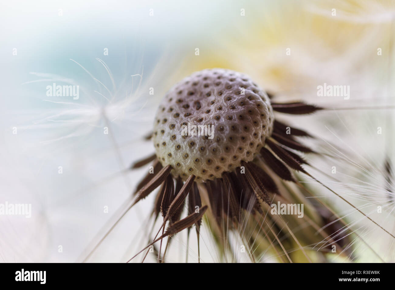 dandelion and blowball Stock Photo
