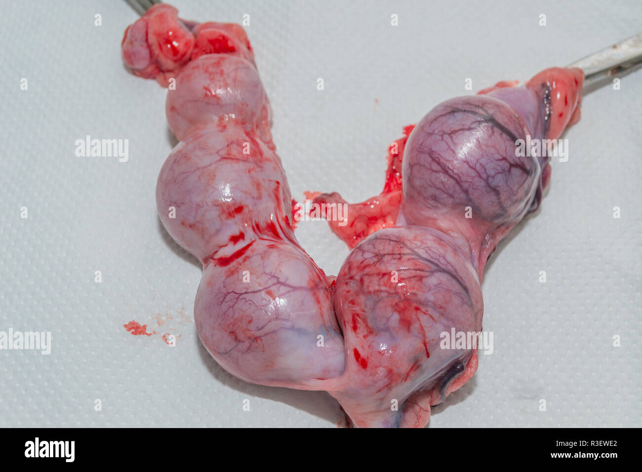 Female dog uterus and ovaries removed Stock Photo