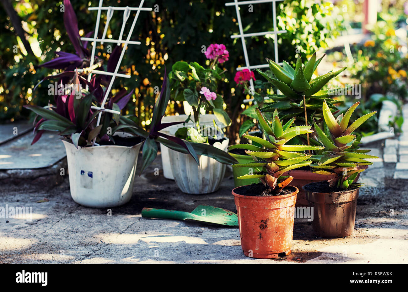 Nursing seedling hires stock photography and images Alamy