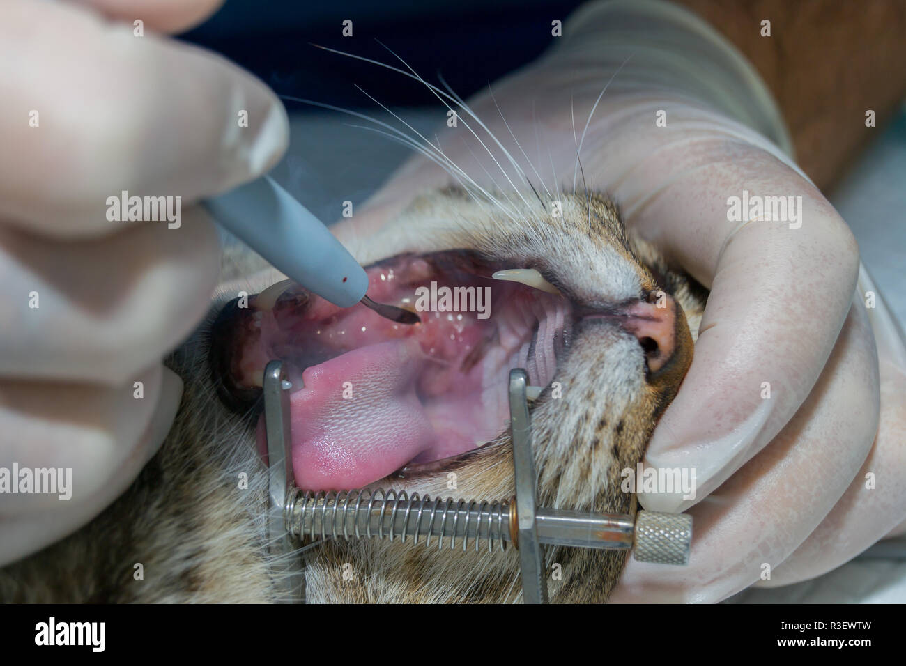 Cat with  tonsillitis, removing tonsils with electrocautery, oral surgery in pets Stock Photo