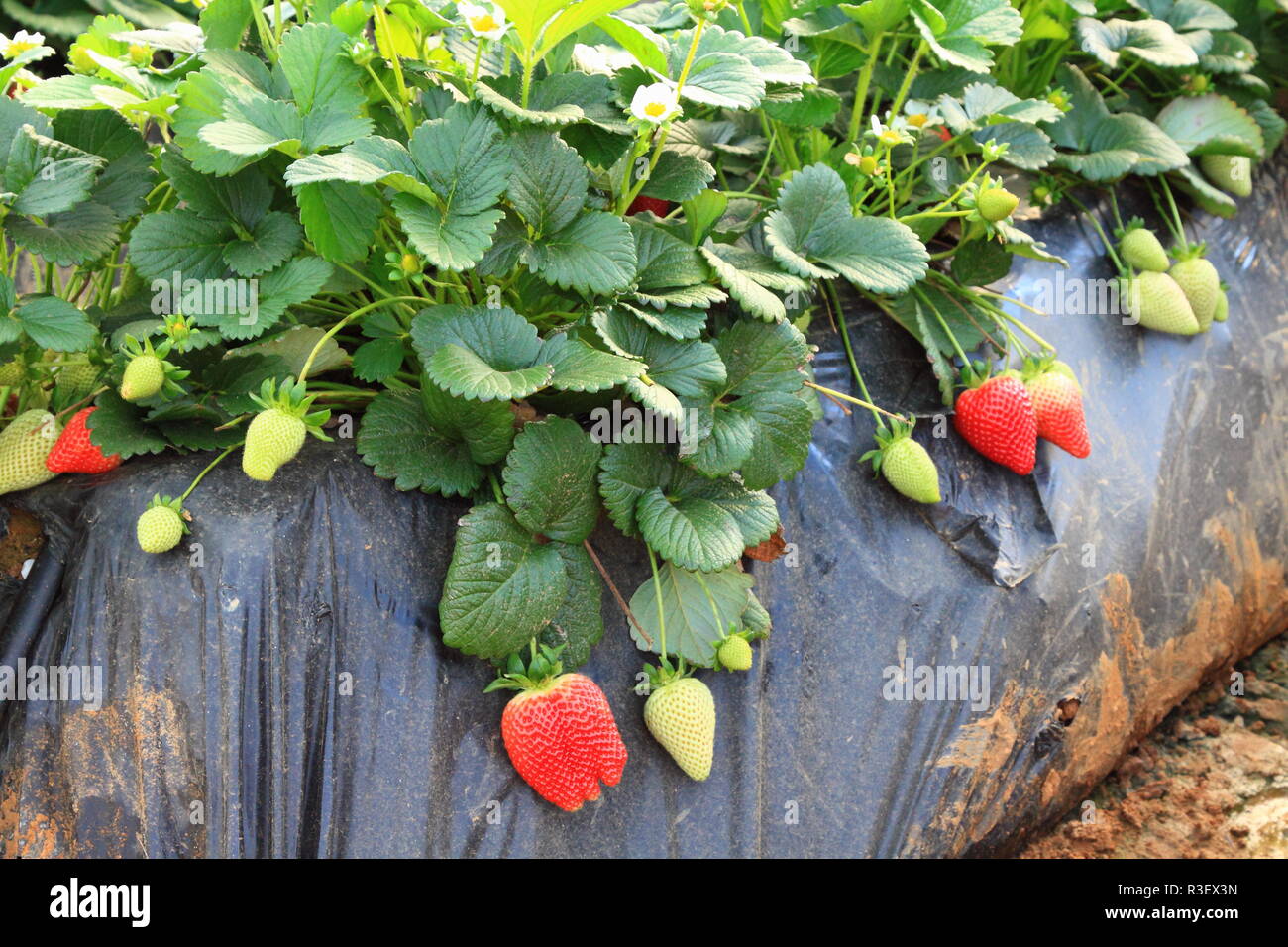 strawberries in the greenhouse farming Stock Photo - Alamy