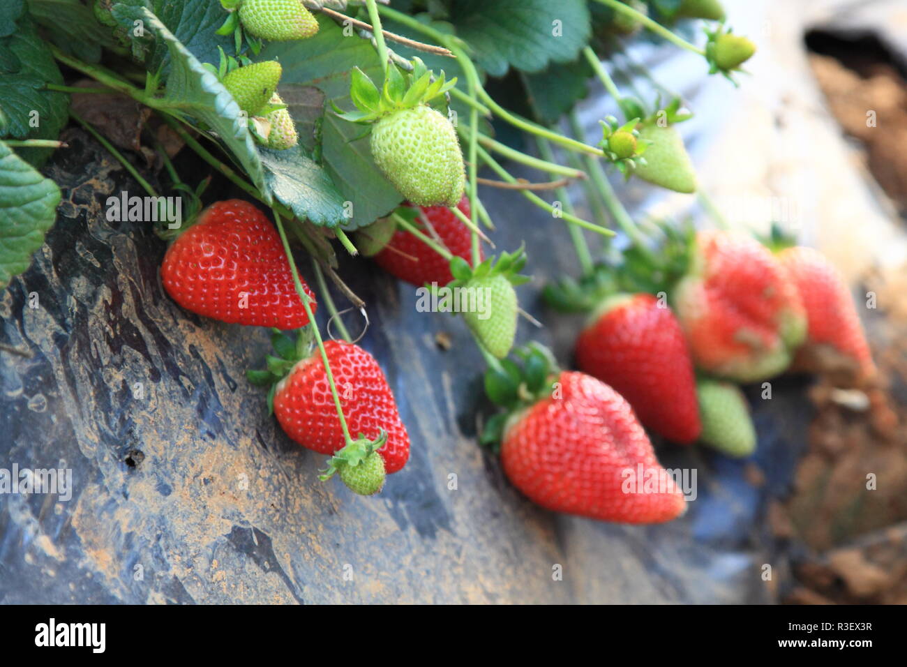 strawberries in the greenhouse farming Stock Photo - Alamy