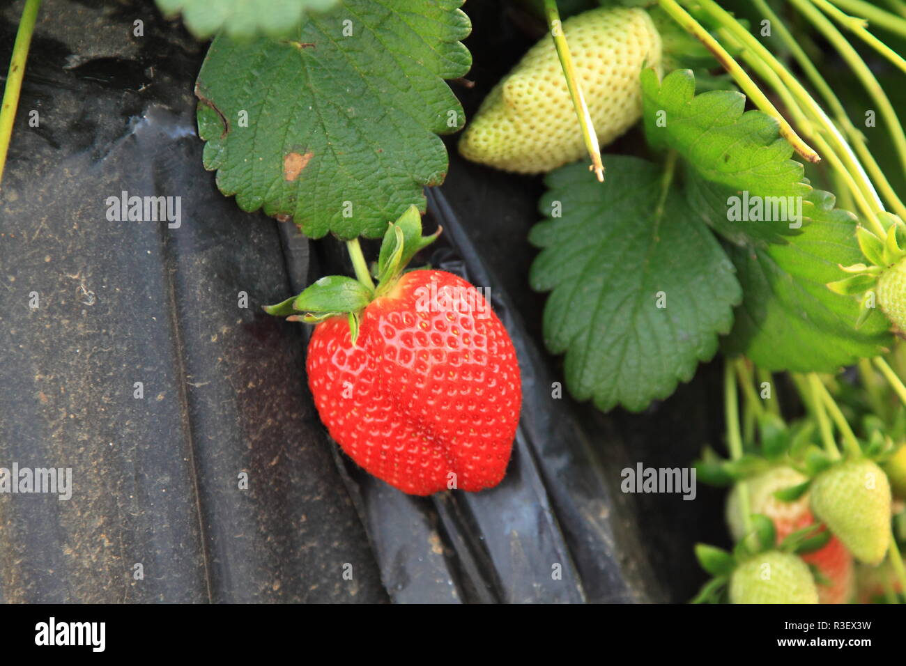 strawberries in the greenhouse farming Stock Photo - Alamy