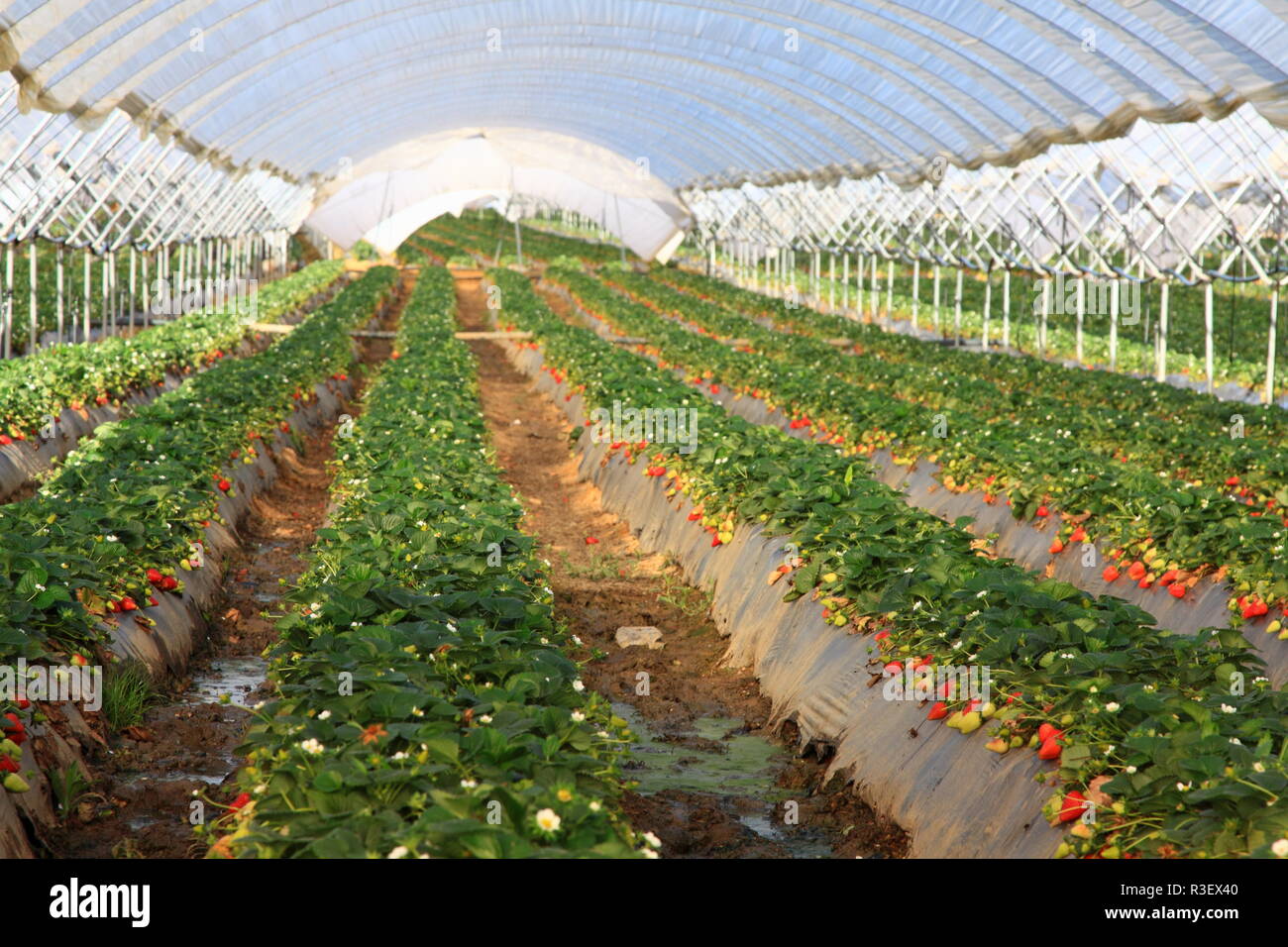 strawberries in the greenhouse farming Stock Photo - Alamy