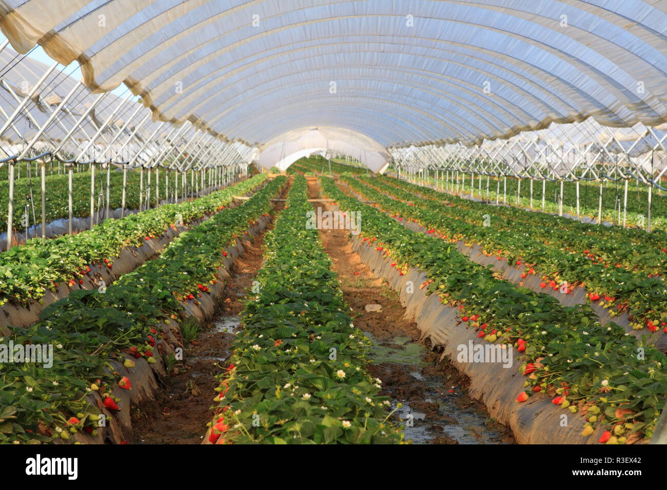 strawberries in the greenhouse farming Stock Photo Alamy