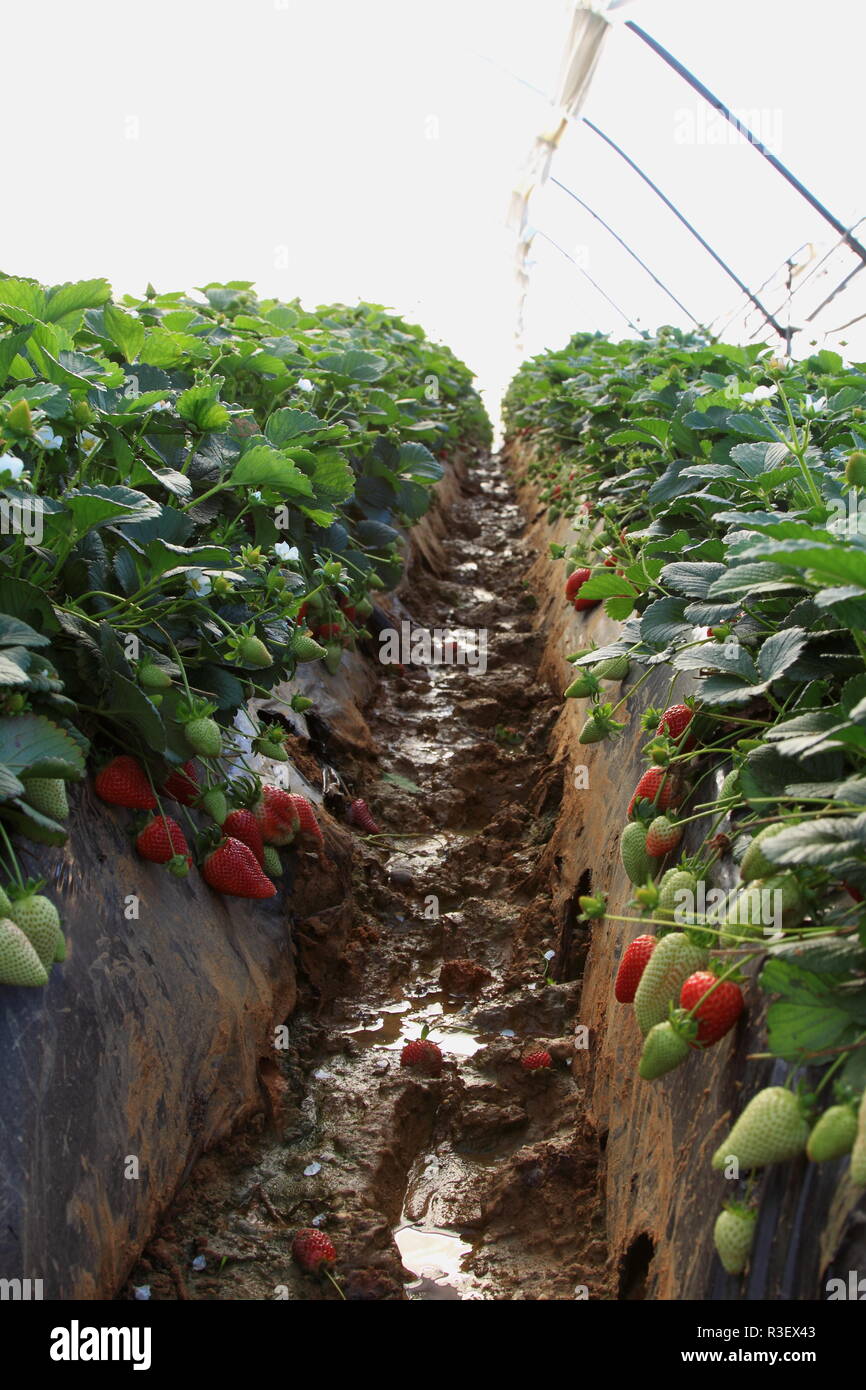 strawberries in the greenhouse farming Stock Photo - Alamy