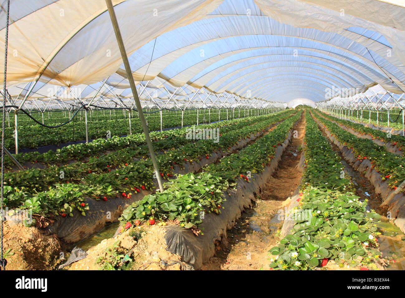 strawberries in the greenhouse farming Stock Photo - Alamy