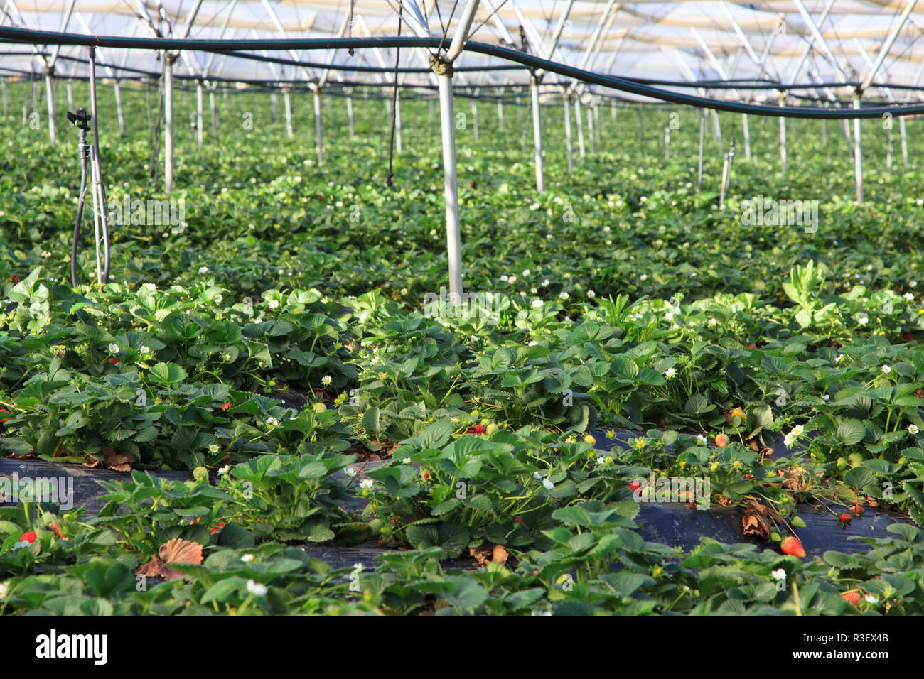 strawberries in the greenhouse farming Stock Photo - Alamy