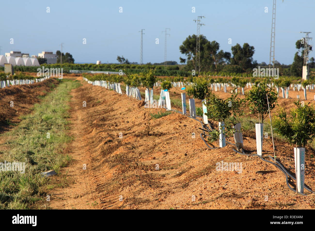 young orange trees planted in rows Stock Photo - Alamy