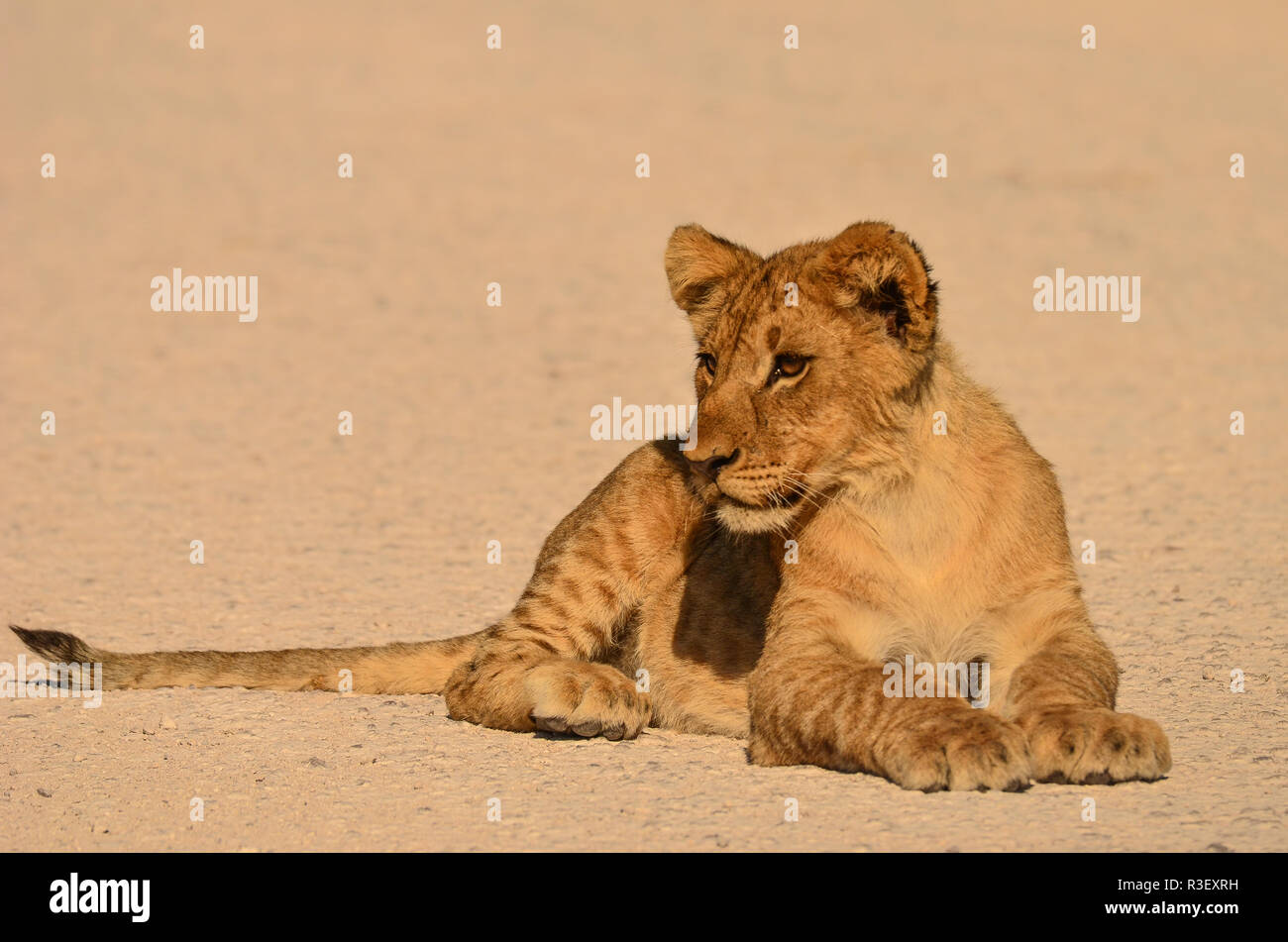 Lion cub in the road Stock Photo