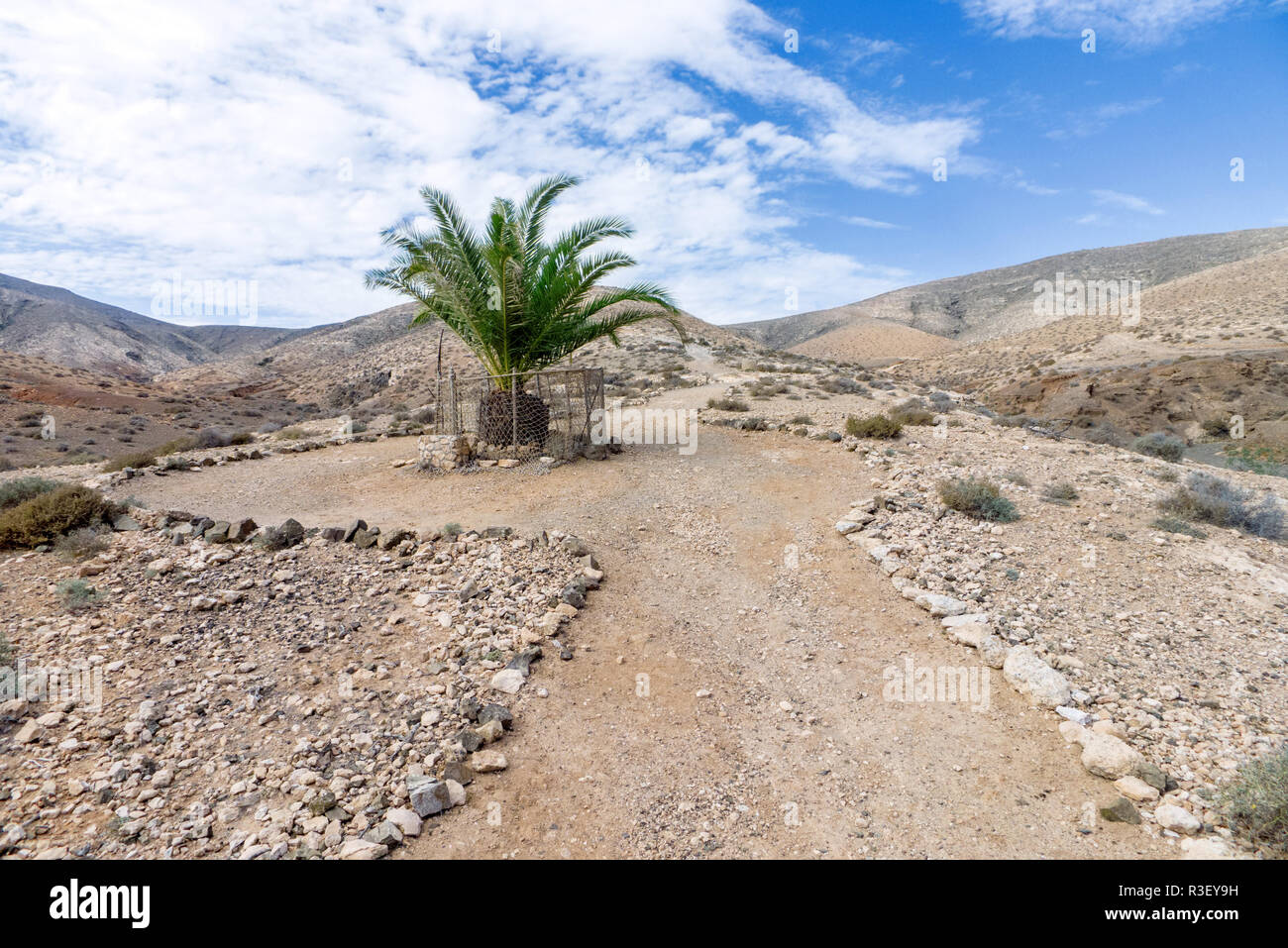 fuerteventura - single palm tree in cardon solid Stock Photo