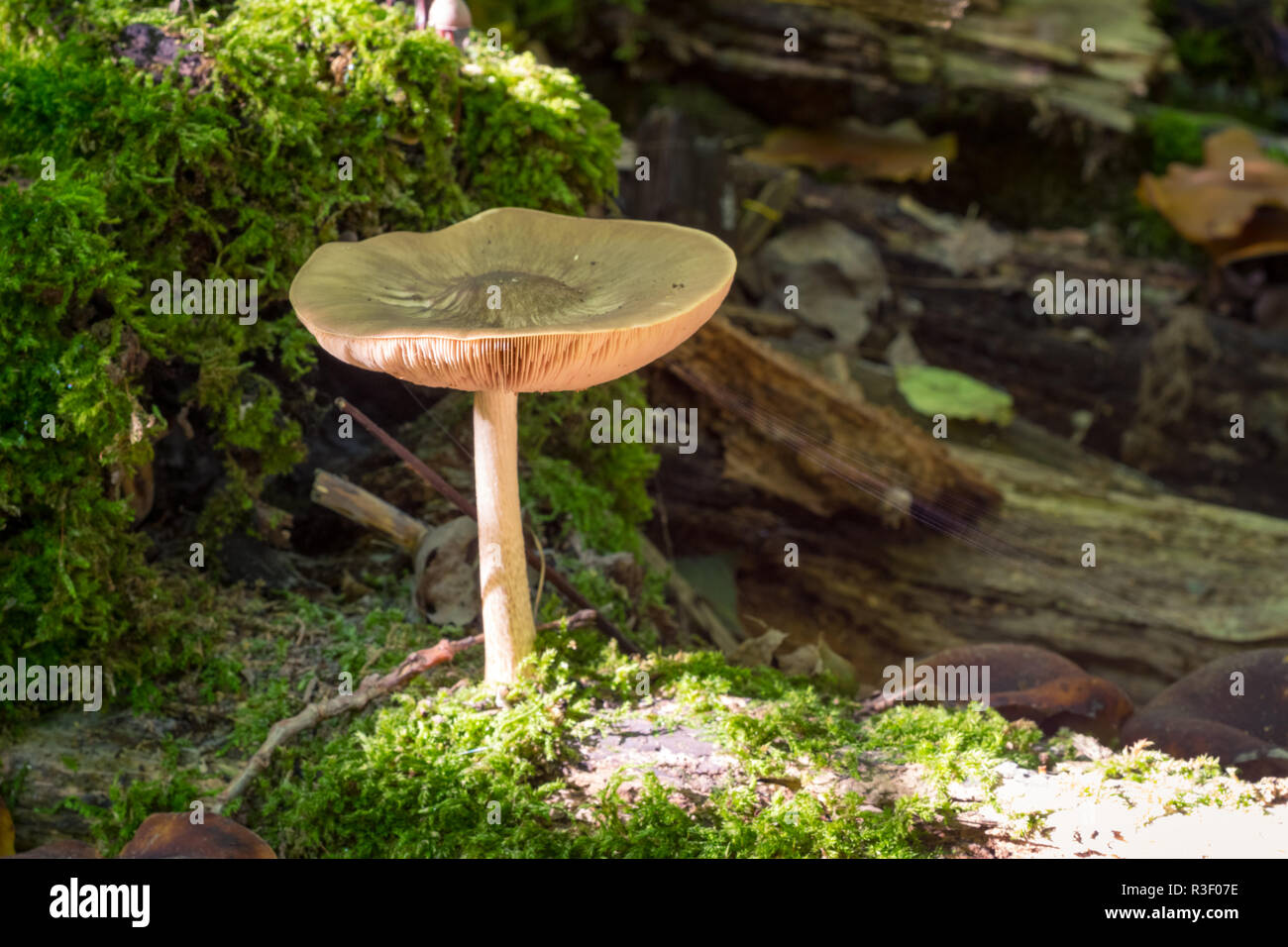 The sun shines on a lonely mushroom and moss in the forest Stock Photo