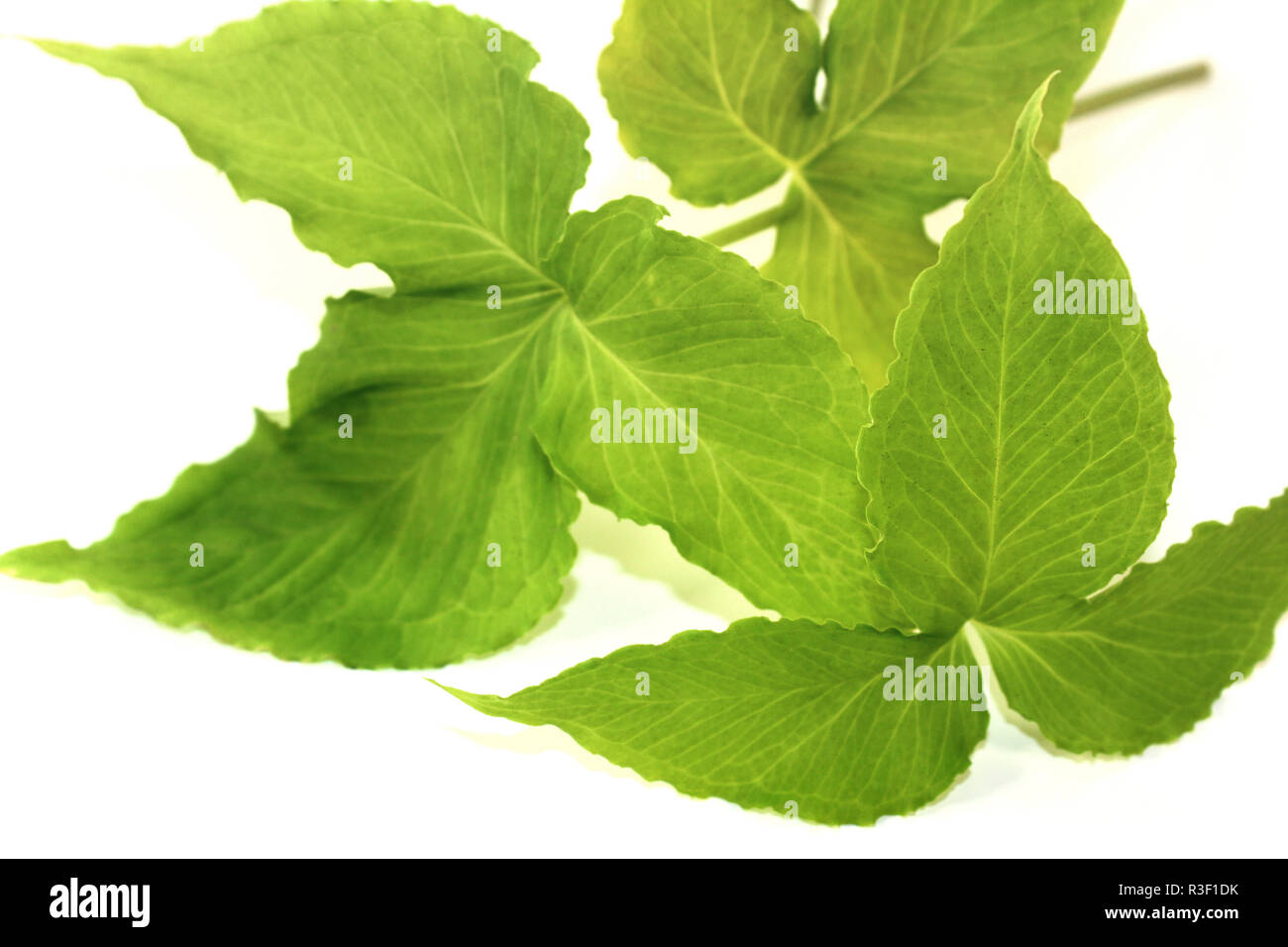 asian ban xia Stock Photo - Alamy