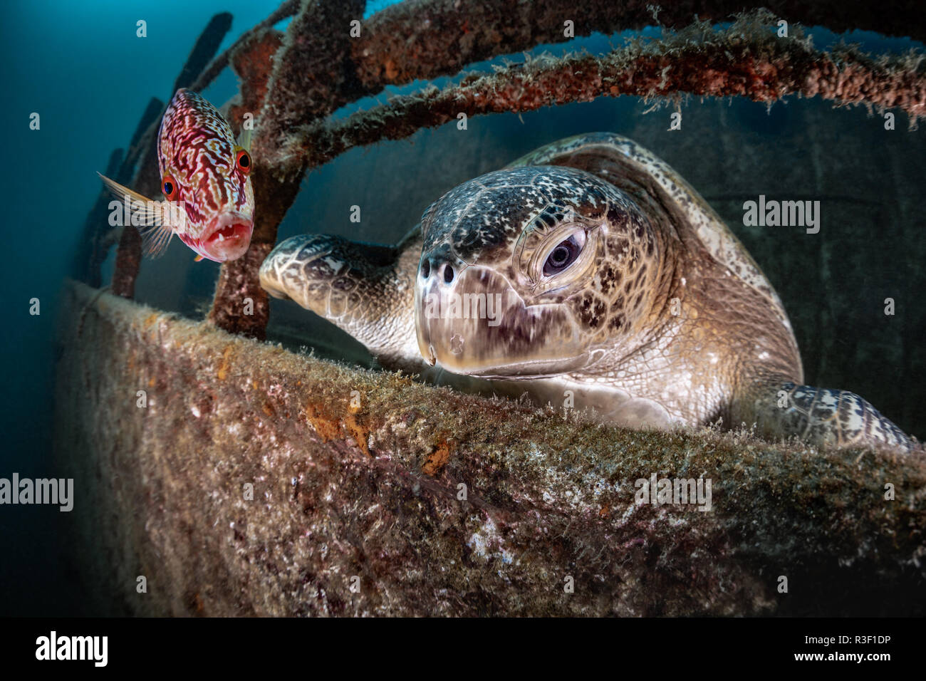 Turtle with fish on the Fang Ming Wreck, La Paz, Baja California Sur, Mexico Stock Photo