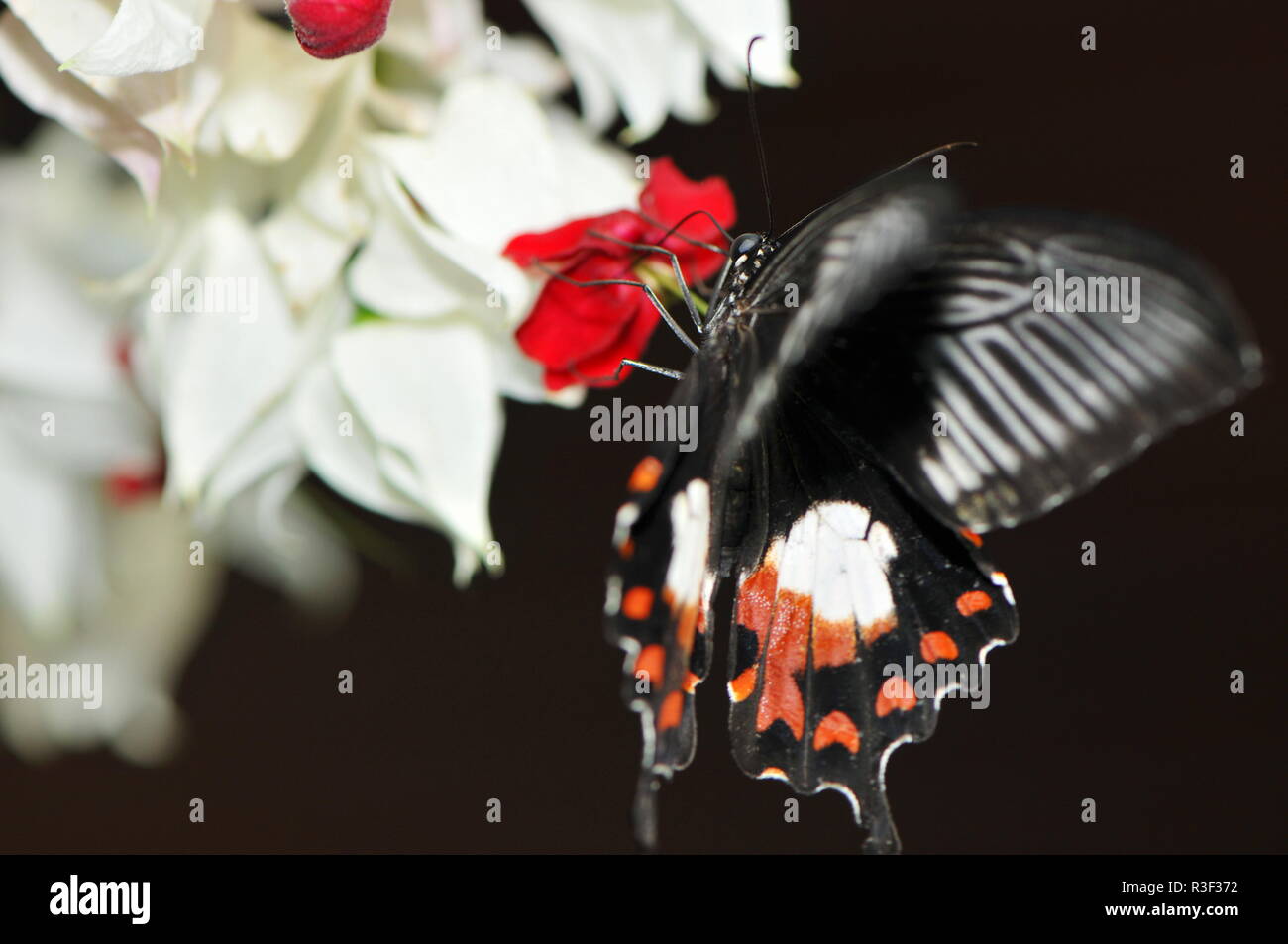 parides photinus Stock Photo