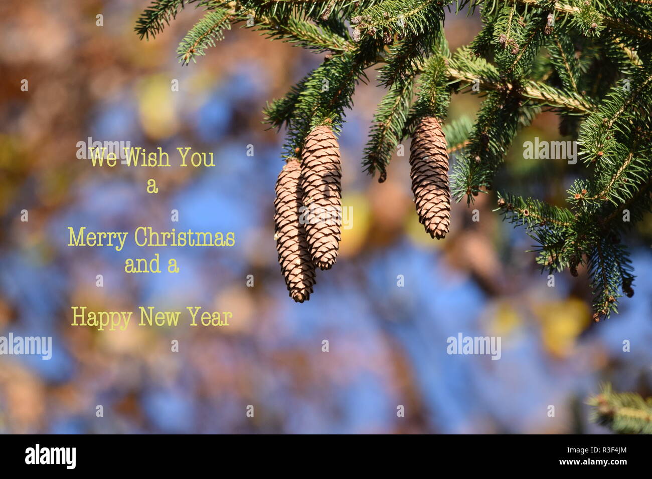 Close-up view of a mountain pine tree branch with fir cone hanging on branches, Christmas & New Year holiday’s concept, Merry Xmas and Happy New Year. Stock Photo