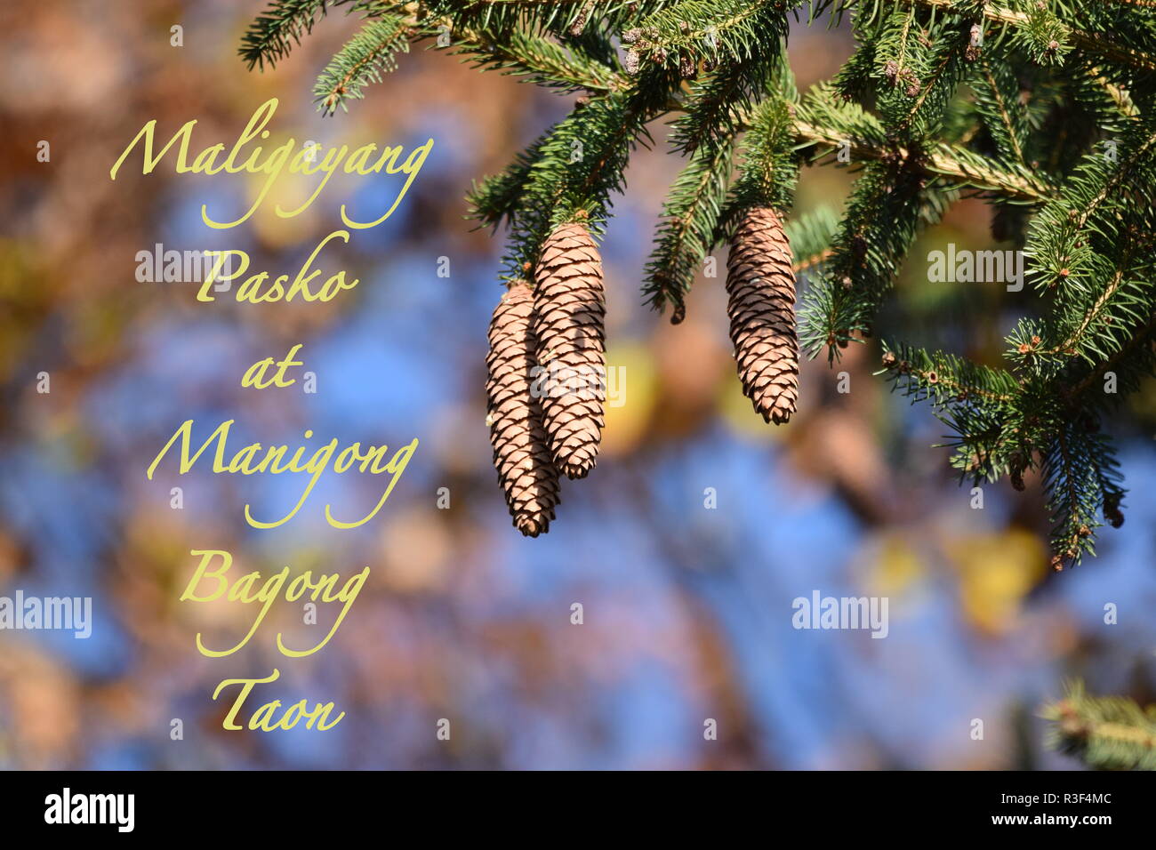 Close-up view of a mountain pine tree branch with fir cone hanging on branches, Christmas & New Year holiday’s concept, Merry Xmas and Happy New Year. Stock Photo
