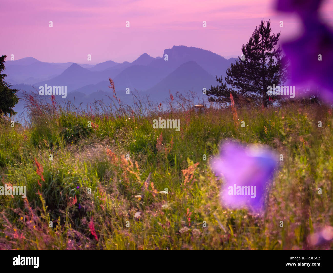 Campanula Bellflowers at Pieniny Mountains Background. Stock Photo