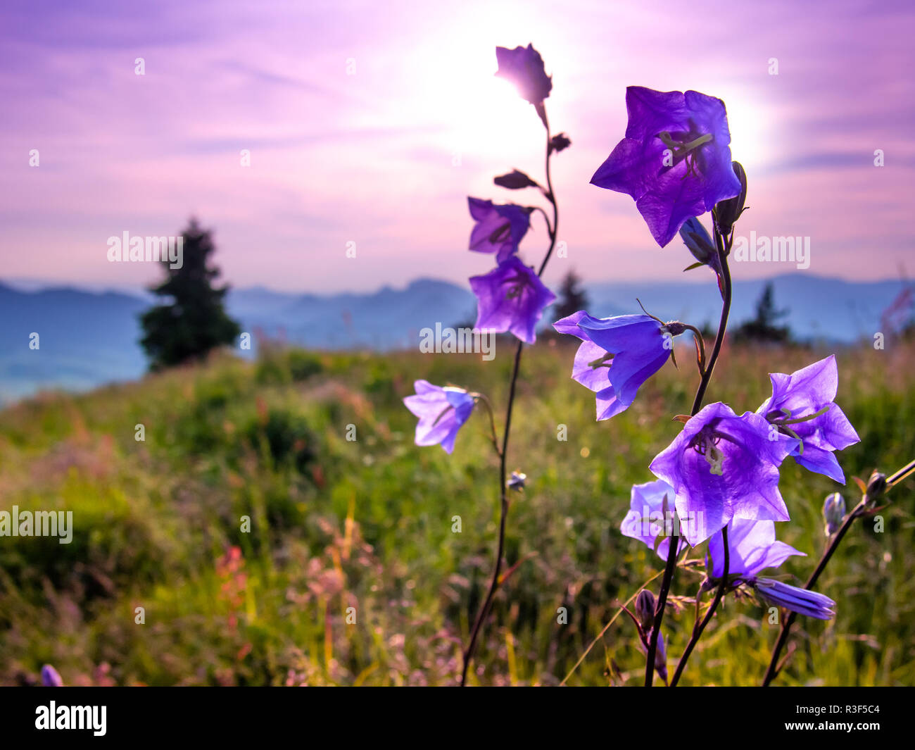 Campanula Bellflowers at Pieniny Mountains Background. Stock Photo