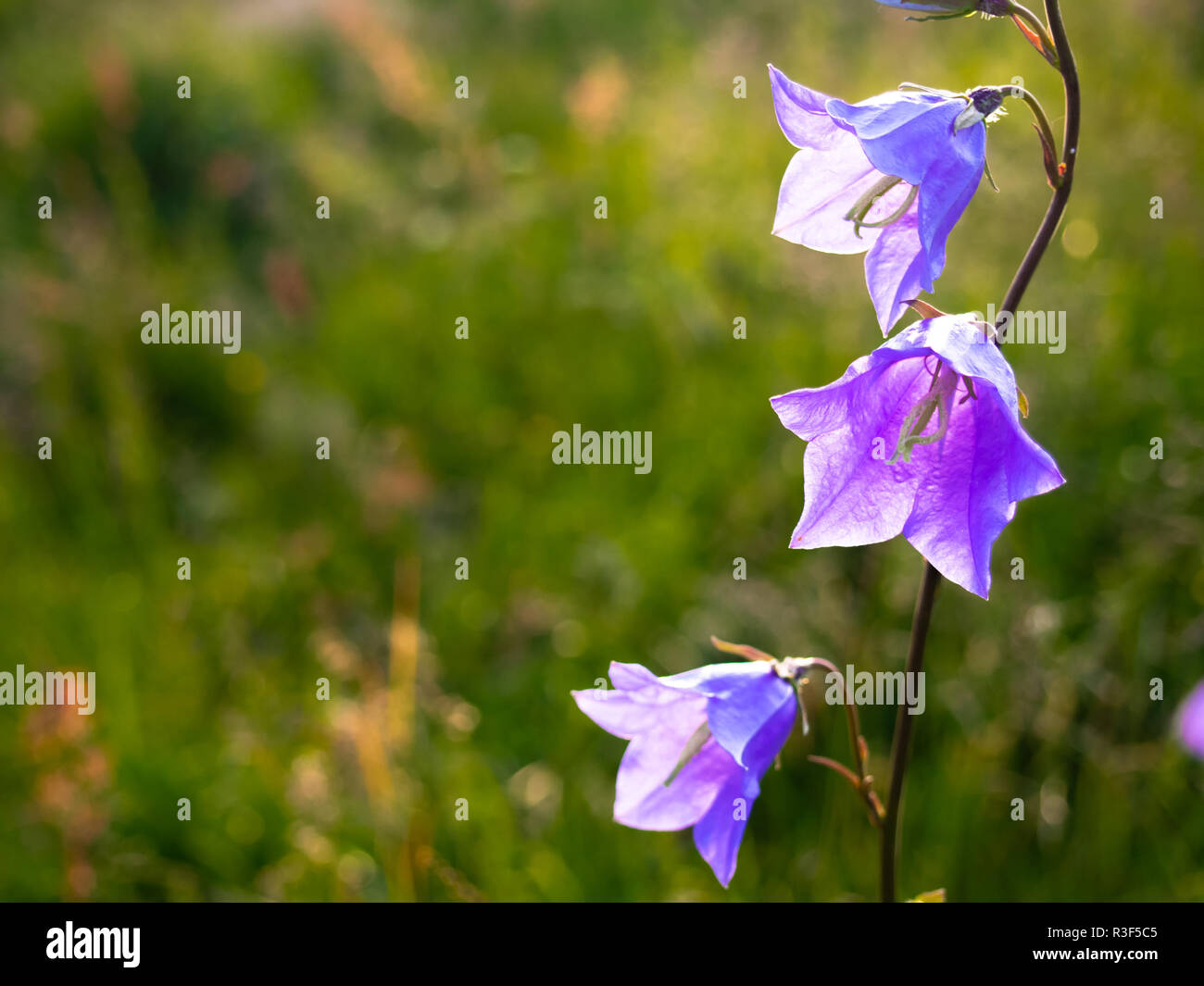 Campanula Bellflowers at Wild Grass Background Stock Photo
