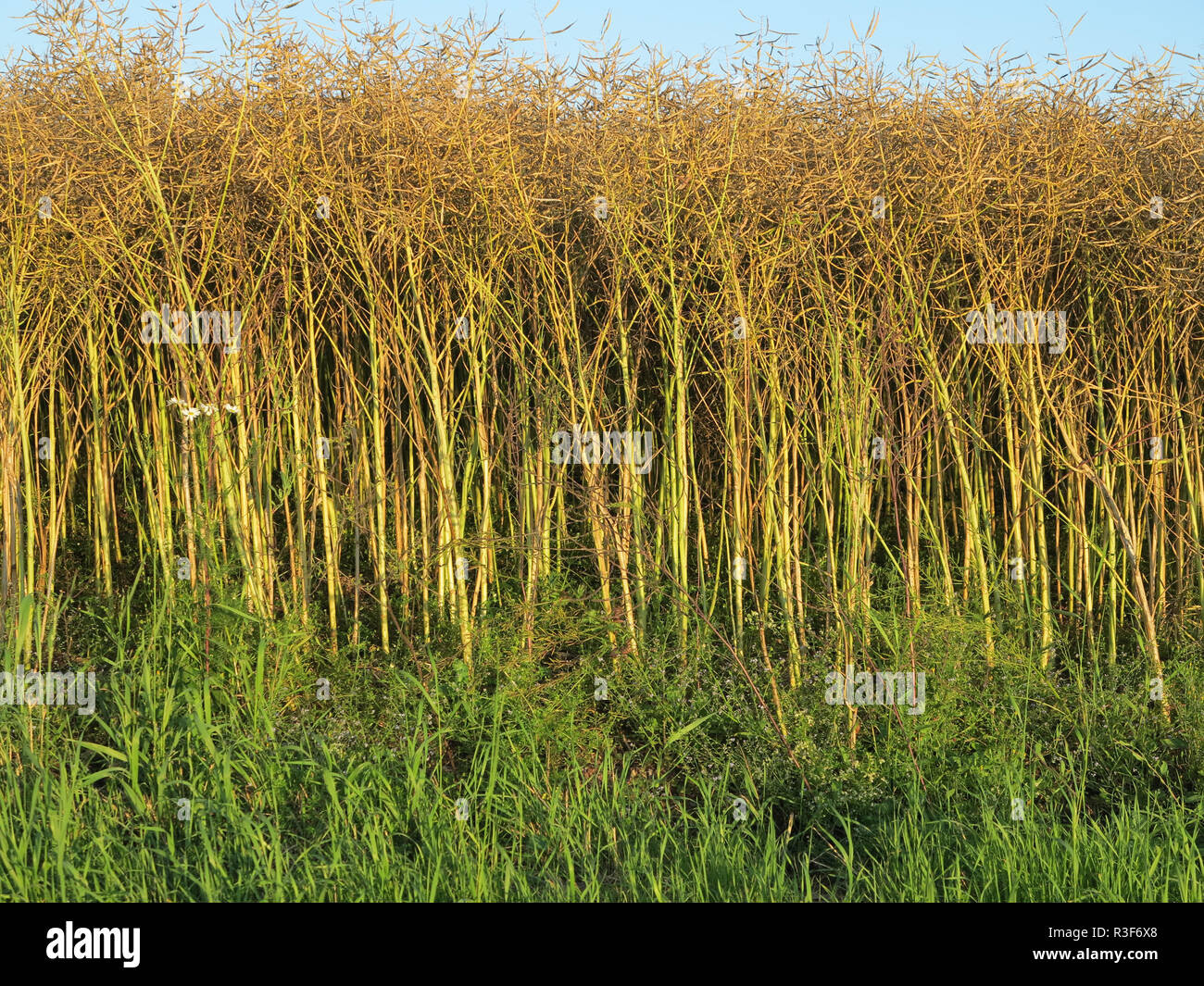 japanese knotweed in autumn Stock Photo