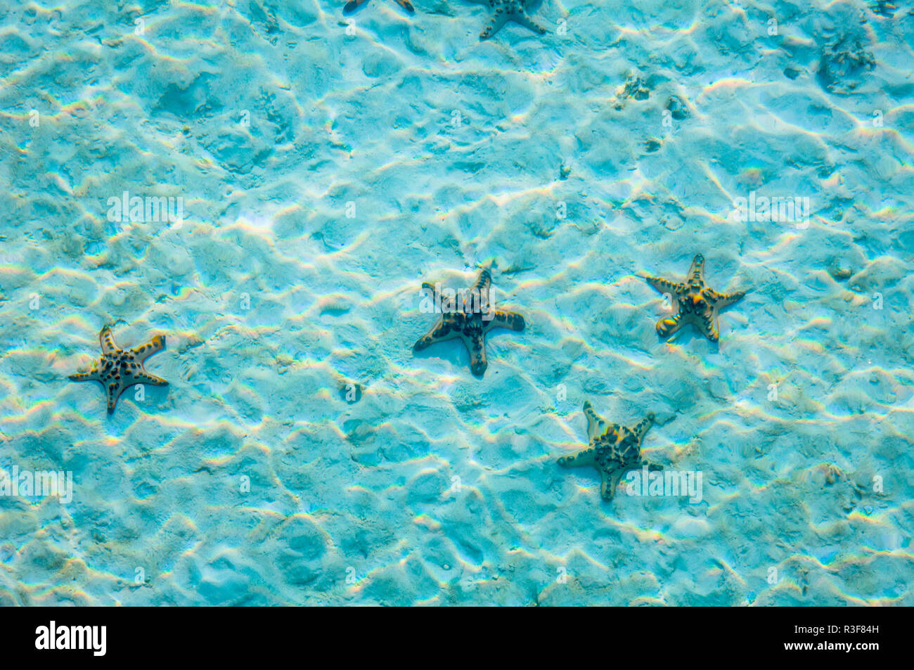 Horned seastars [Protoreaster nodosus] on sandy sea bed with sun dapple.  Malaysia. Stock Photo