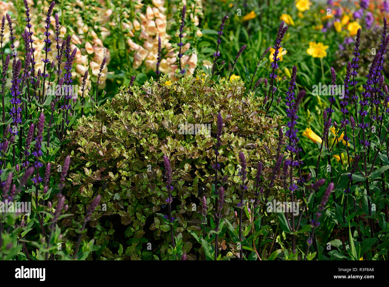 pittosporum tenuifolium,green,purple,foliage,leaves,evergreen,evergreens,shrub,shrubs,foliage,leaves,contrast,ball,dome,shape,shaped,RM Floral Stock Photo