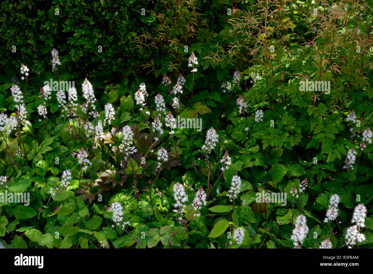 Tiarella cordifolia,aruncus misty lace,shade,shady,shaded,wood,woodland,planting,garden,RM Floral Stock Photo