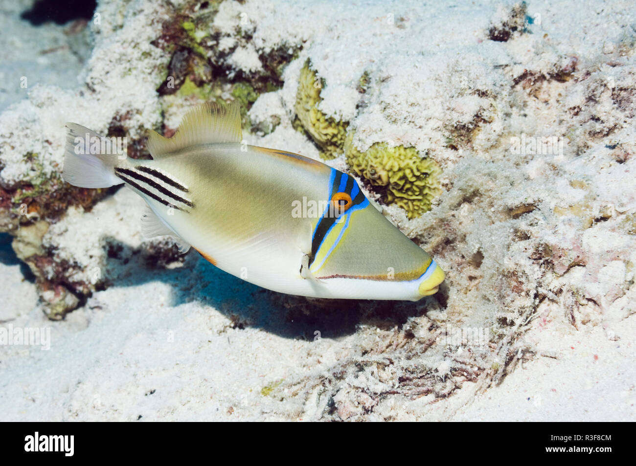 Arabian picassofish (Rhinecanthus assasi) fanning and guarding egg mass in nest.  Range Red Sea to Gulf Oman and Arabian Gulf. Stock Photo