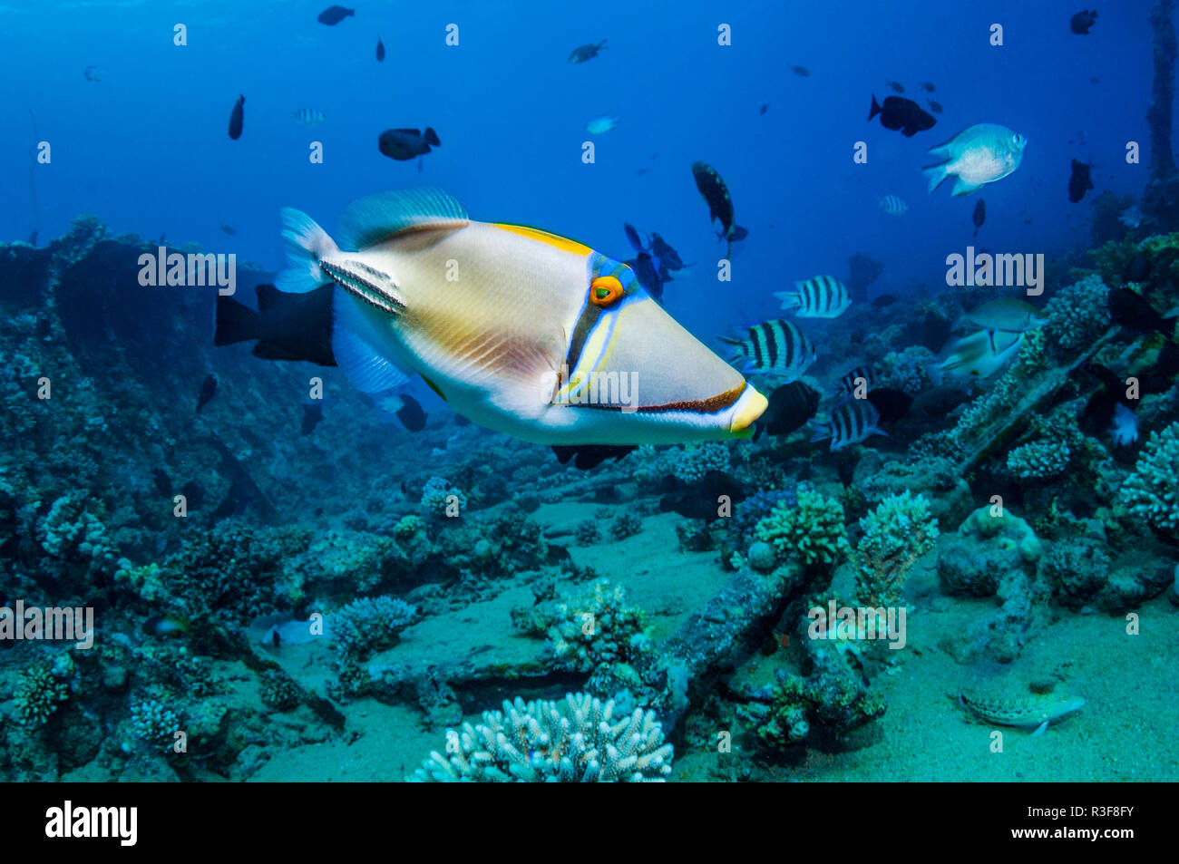 Arabian picassofish [Rhinecanthus assasi].  Egypt, Red Sea.  Only found Red Sea to Gulf Oman and Arabian Gulf. Stock Photo