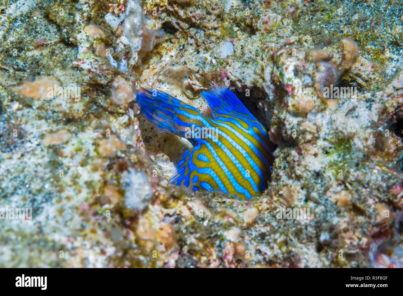 Blue triggerfish (Pseudobalistes fuscus), juvenile hiding in hole.  Rinca, Komodo National Park, Indonesia. Stock Photo