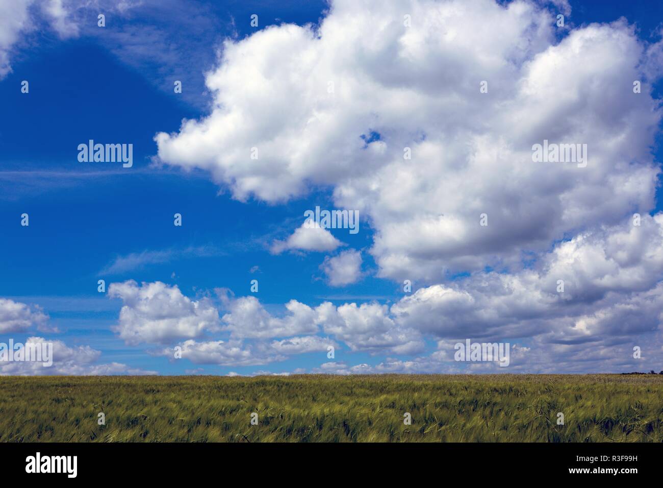 Ukrainian landscape. View on the field and beautiful sky with clouds ...