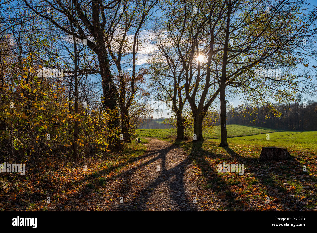 Wonderful view over fields and forest in autumn, backlight conditions ...
