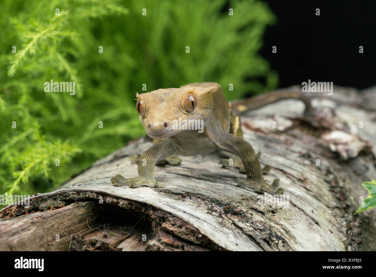 This crested gecko, native to New Caledonia, only has three populations left in the wild and is a vulnerable species. Stock Photo