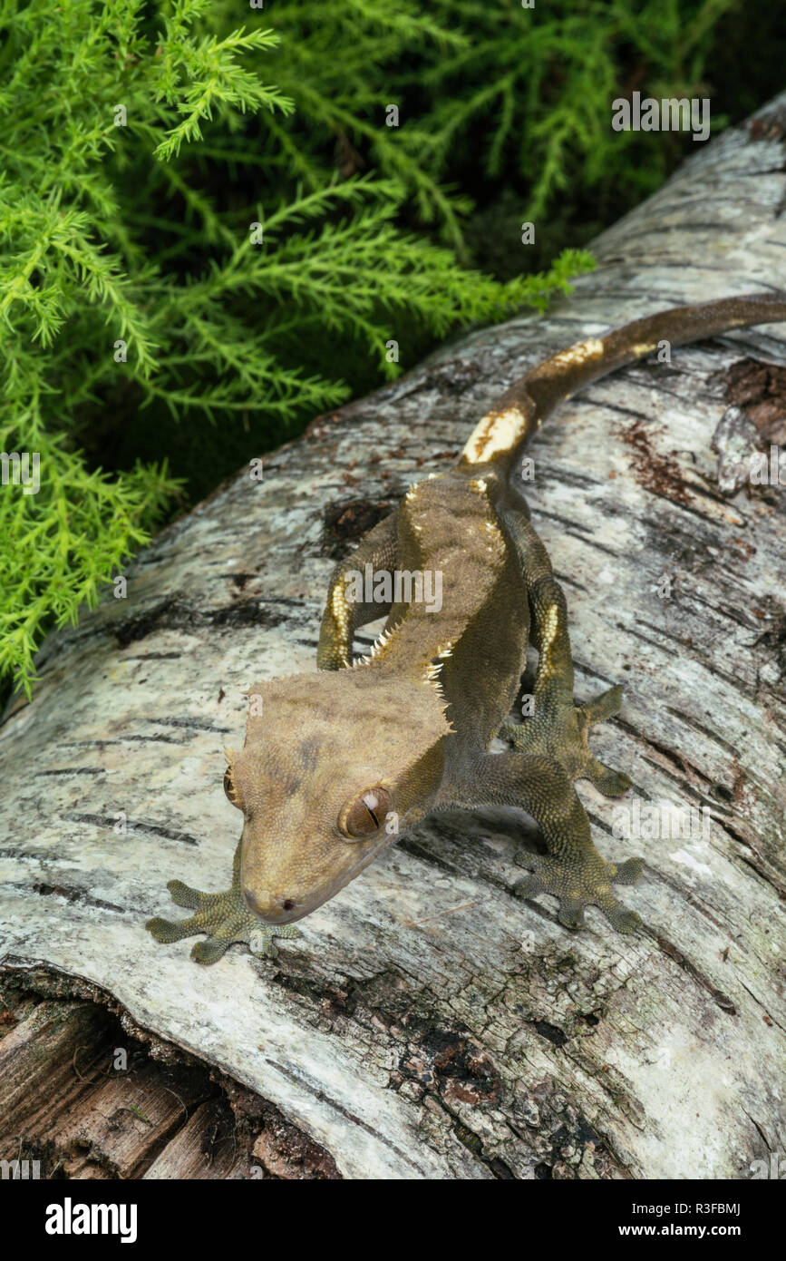 This crested gecko, native to New Caledonia, only has three populations left in the wild and is a vulnerable species. Stock Photo