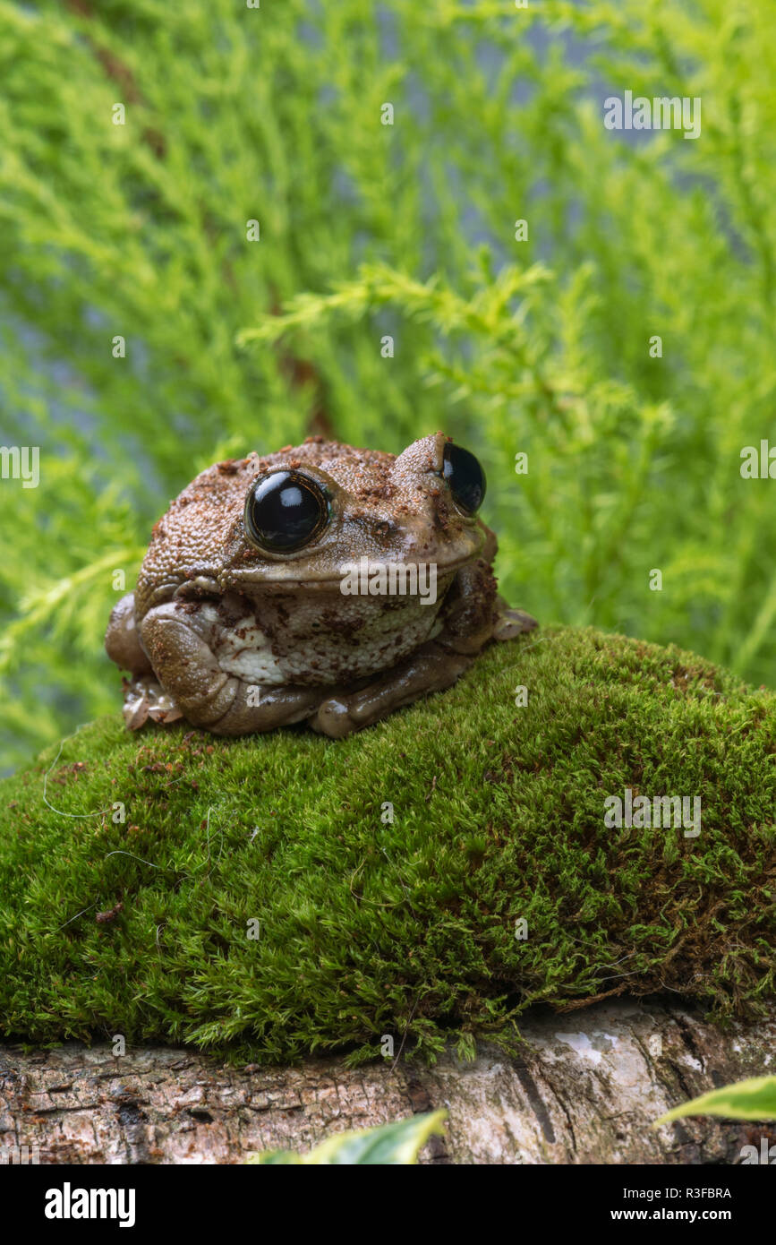 The peacock tree frog is indigenous to the rain forests of Tanzania. Stock Photo