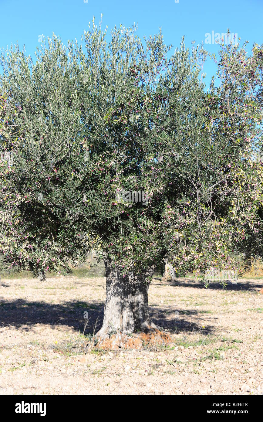 olive tree in spain Stock Photo - Alamy