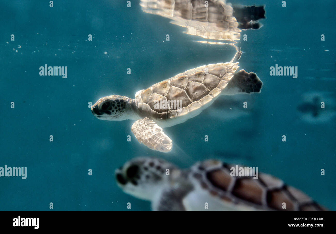 Small baby turtles swim hi-res stock photography and images - Alamy