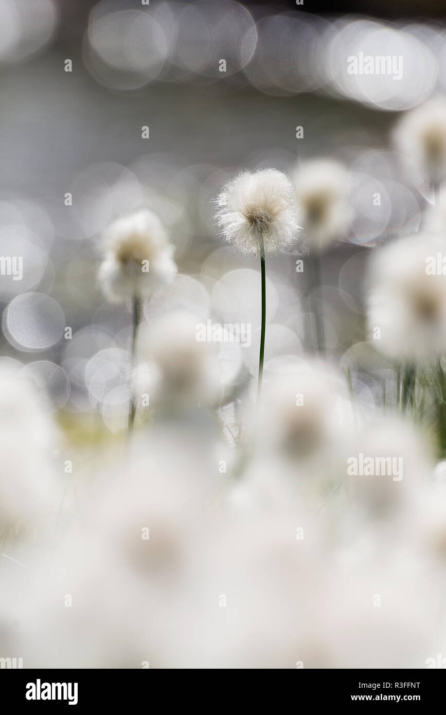 Eriophorum (cottongrass, cotton-grass or cottonsedge) is a genus of flowering plants in the family Cyperaceae, the sedge family. They are found throug Stock Photo
