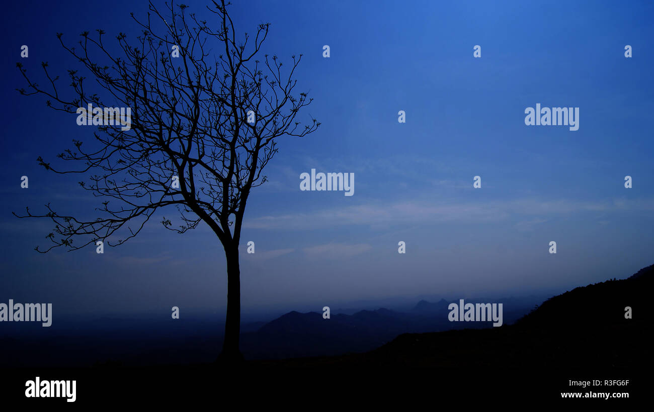 Silhouette tree night on hill / sky twilight blue color with one tree ...