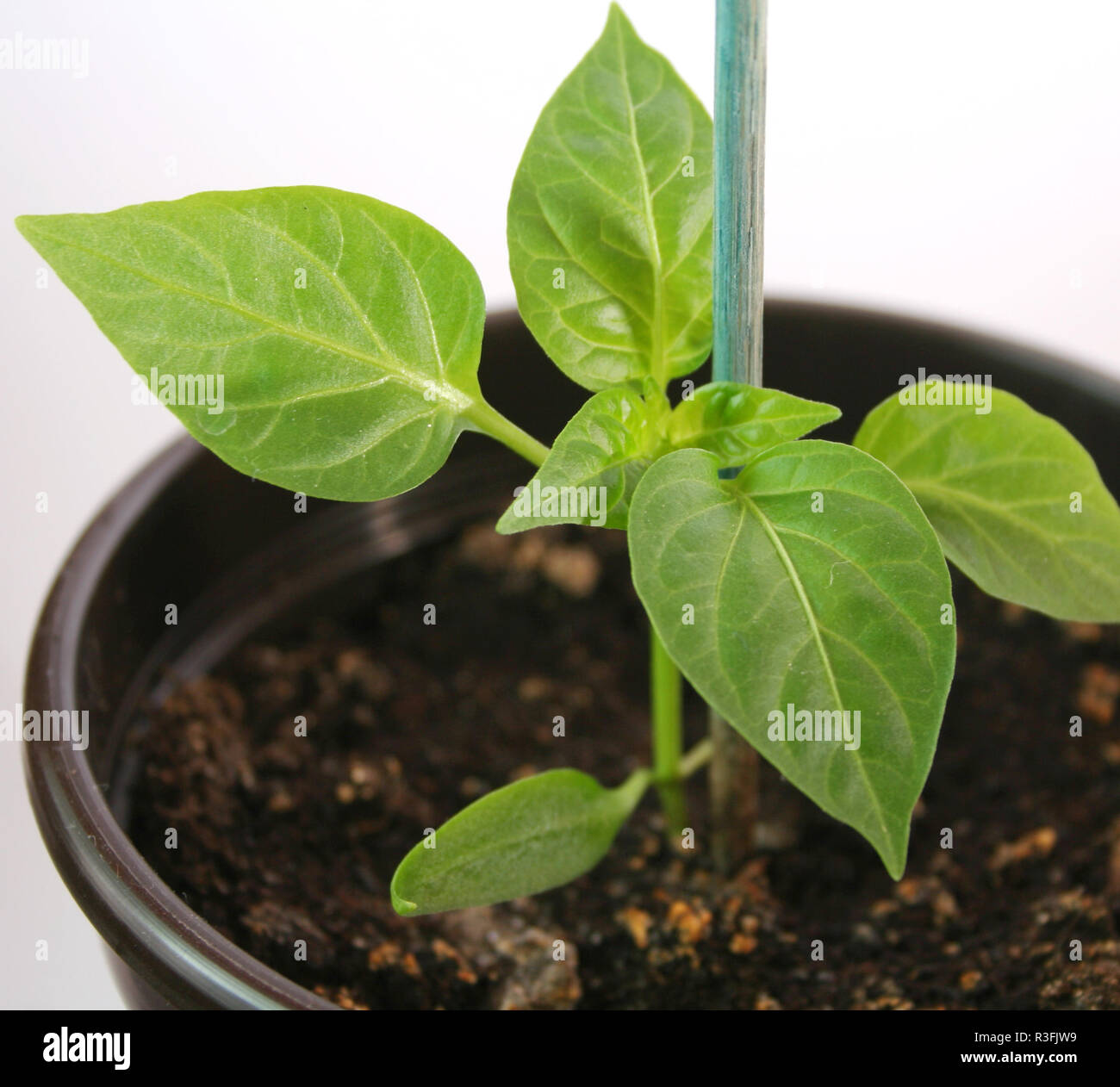 jungpflanze Stock Photo Alamy