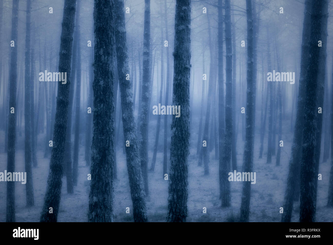 Dark foggy forest at dusk or night Stock Photo - Alamy