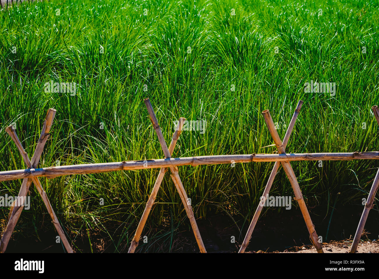 Plantation of tigernuts in Valencia with high green and tall grasses. Stock Photo