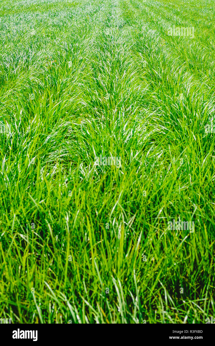 Plantation of tigernuts in Valencia with high green and tall grasses. Stock Photo