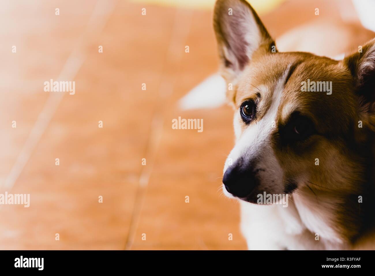 Rested sleepy hires stock photography and images Alamy