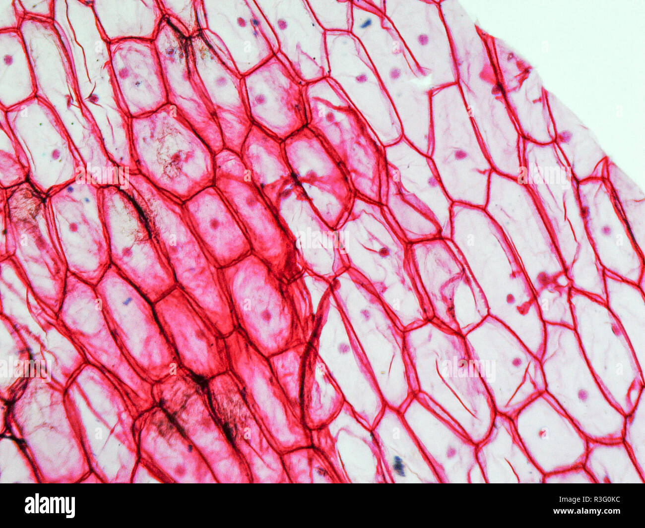 Onion cells hires stock photography and images Alamy
