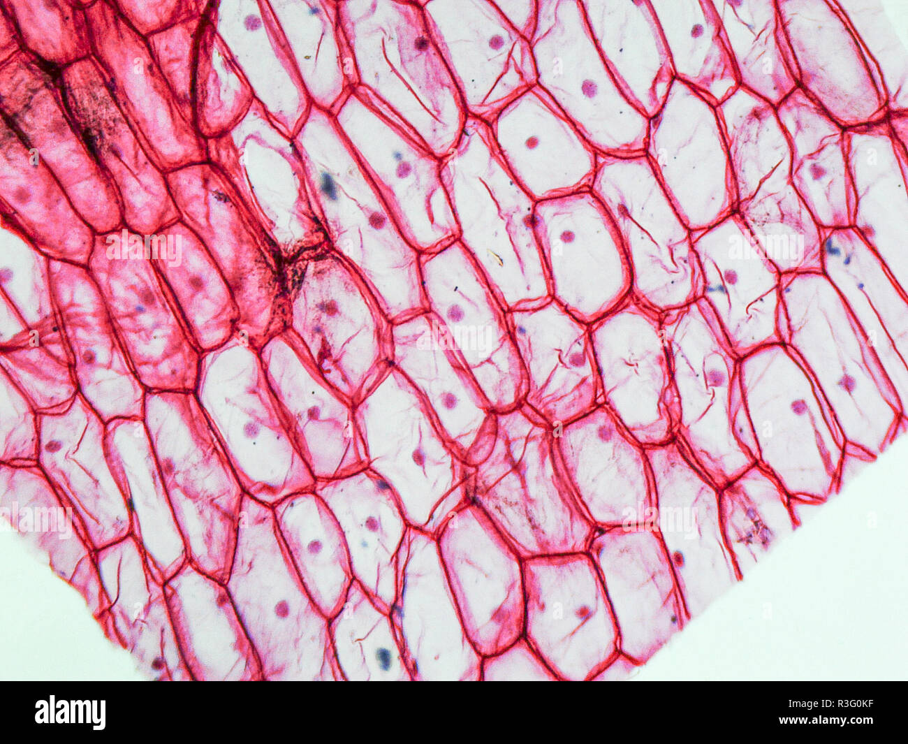 Onion Cells High Resolution Stock Photography and Images Alamy