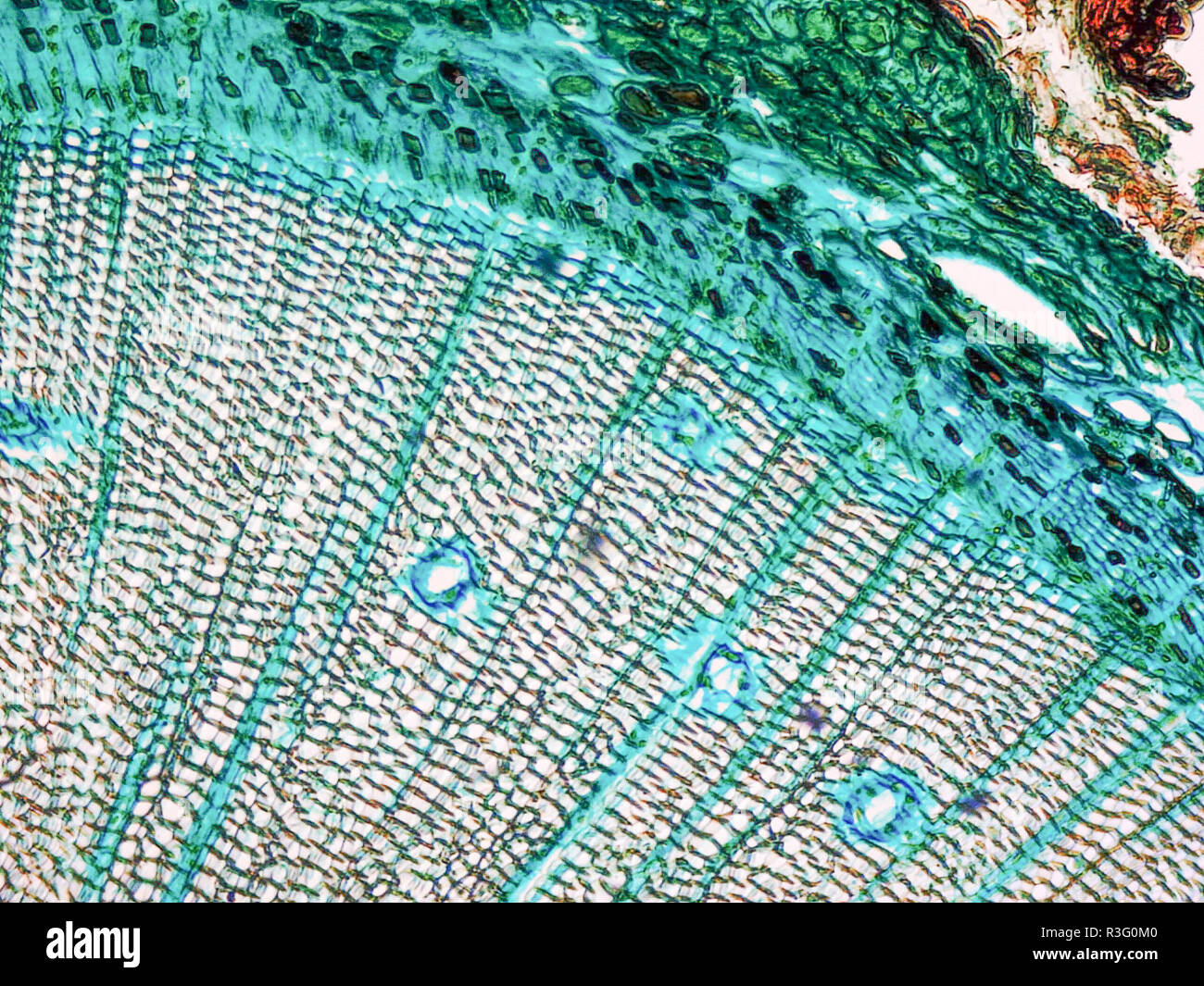 Wood cross section micrograph hi-res stock photography and images - Alamy