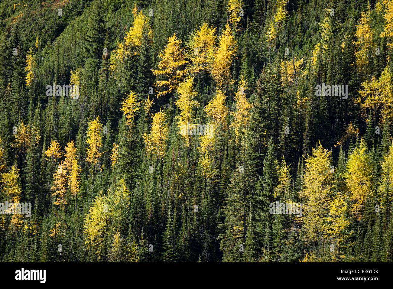 Autumn Alpine Larch Trees Stock Photo - Alamy