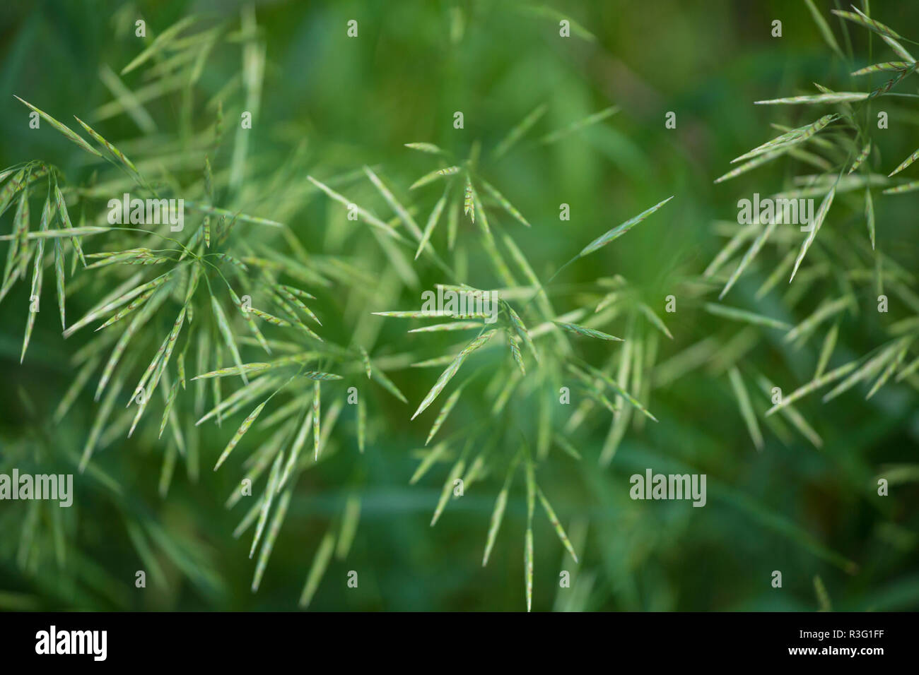 Green Seeds of Wild Grass Stock Photo - Alamy